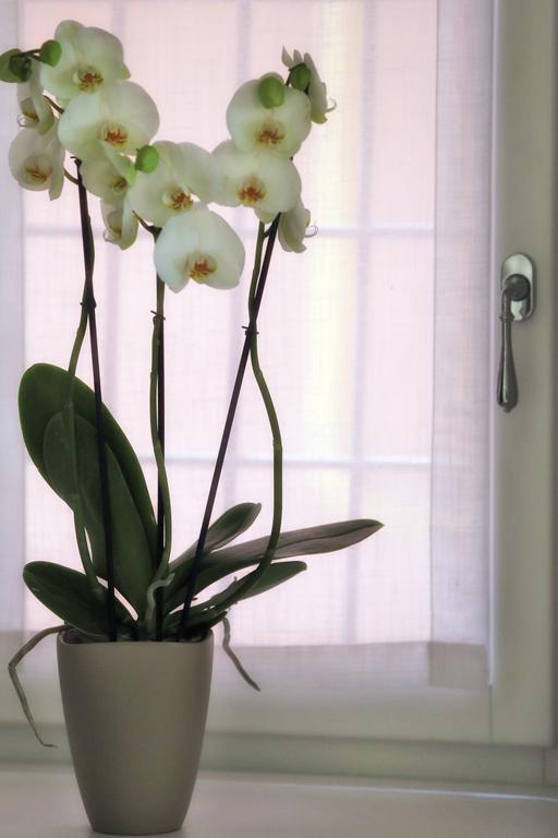 Boutique Apartments ורונה מראה חיצוני תמונה
